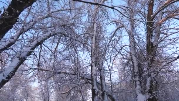 冬の霜に公園内の木や雪の中で枝します。真っ白な美しいクリスマス冬の森。美しい冬の風景。スローモーション. - 映像、動画