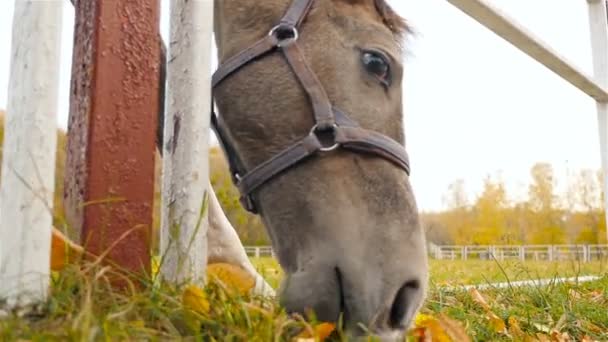 The horse eats grass. Slow motion. Close-up. - Footage, Video