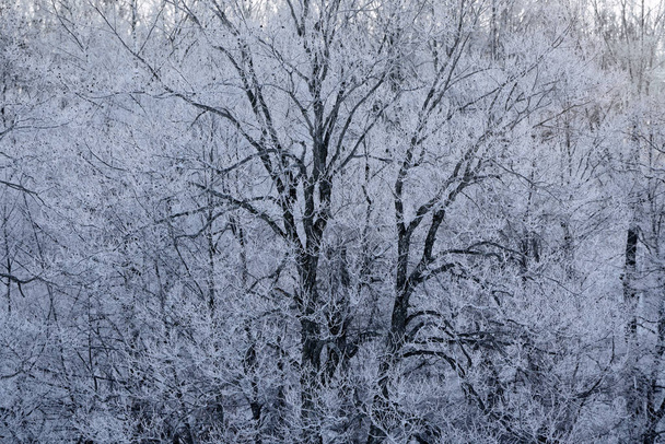 overdekte boom vorst in de winter - Foto, afbeelding