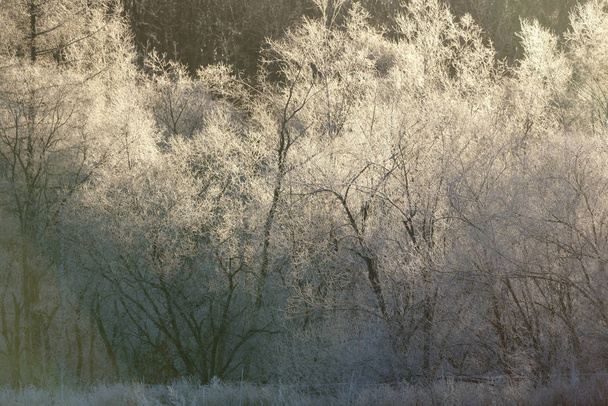 зимой покрытое морозом дерево
 - Фото, изображение