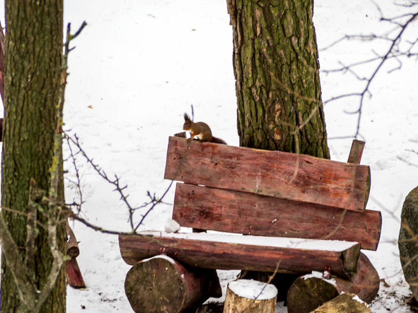 Słodkie wiewiórka ogląda scen zimowych - Zdjęcie, obraz