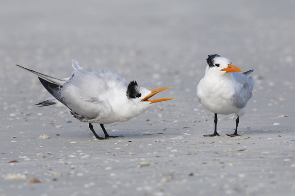 Мужчина Royal Tern (Thalasseus maximus) ухаживает за женщиной на пляже - Данидин, Флорида
 - Фото, изображение