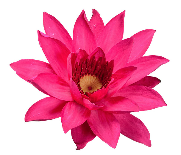 Lotus geïsoleerd op een witte achtergrond met uitknippad - Foto, afbeelding
