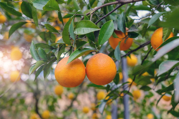 Narancsfa, a zöld fák és a háttérégbolt ága - Fotó, kép