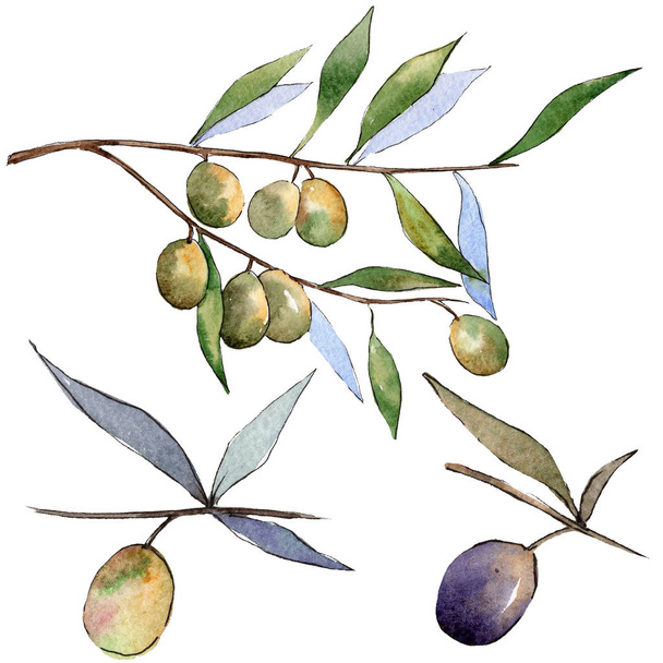grün und schwarz oliv. Aquarell Hintergrundillustration Set. isoliertes Olivenillustrationselement. - Foto, Bild