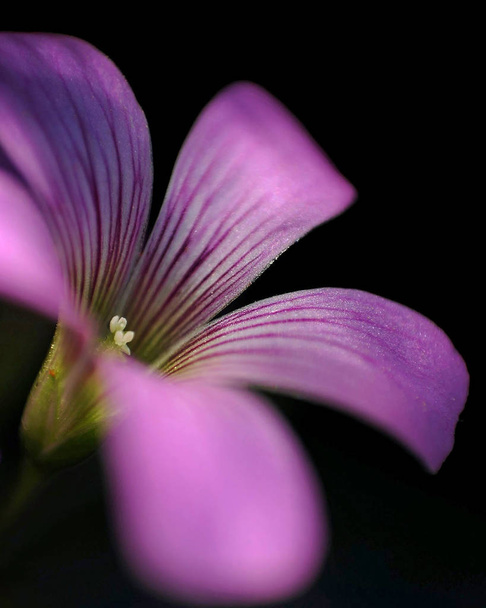 Zbliżenie purpurowego kwiatu - Zdjęcie, obraz