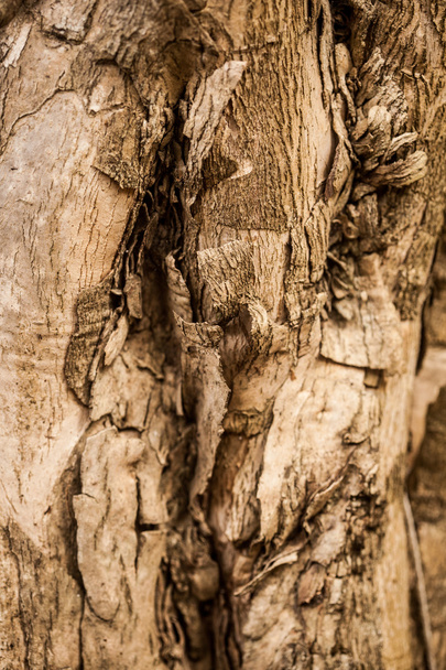 Tree Bark Texture - Foto, imagen
