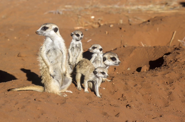 Surikate (suricata suricatta), Afrika, Namibia, Hardap, Kalahari - Foto, Bild