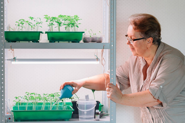 Senior female gardener watering sprouts. Mature woman in glasses caring for seedlings - Foto, imagen