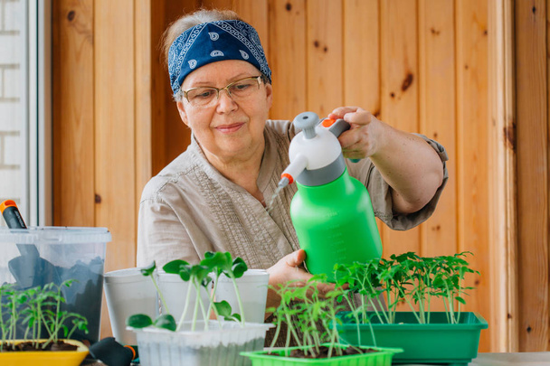 Senior female gardener watering sprouts with spray bottle. Mature woman in glasses caring for seedlings - Fotoğraf, Görsel