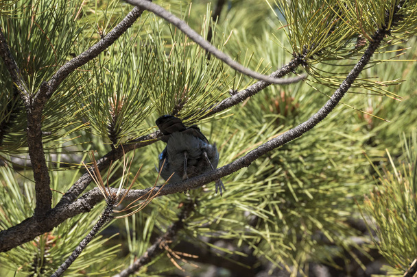 Δέντρα και τα πουλιά σε bryce canyon στην των Ηνωμένων Πολιτειών της Αμερικής - Φωτογραφία, εικόνα