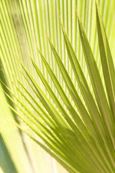 Palm leaves textured background  - 写真・画像