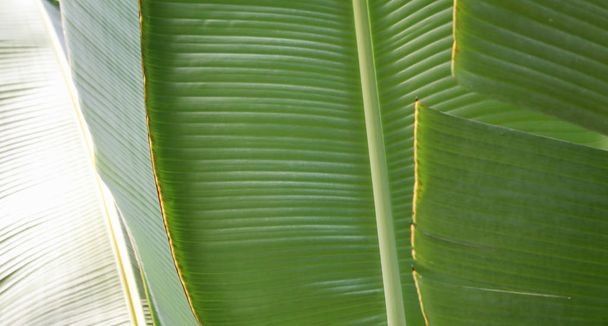 Пальмового листя фон крупним планом - Фото, зображення