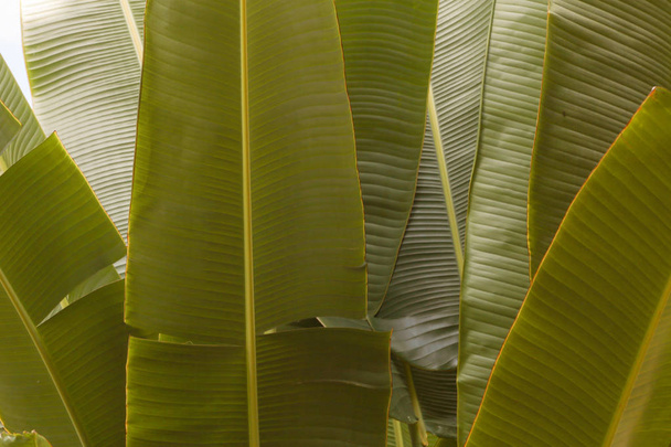 Palm leaves background close up - Fotografie, Obrázek