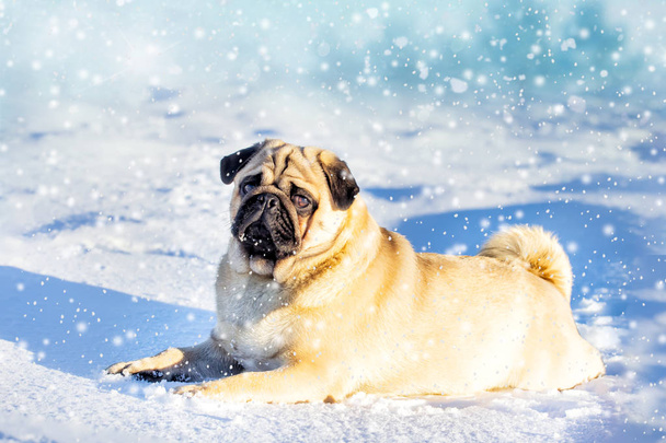 Un beau pug dg jouant dehors dans la neige froide d'hiver
. - Photo, image