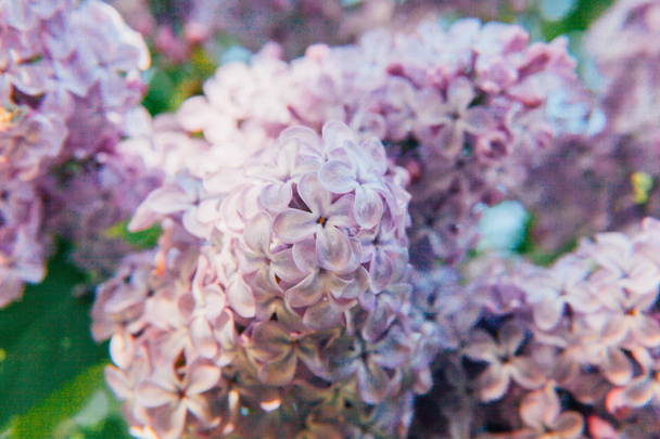 Hermoso olor violeta púrpura flores de flor de lila en primavera. Flor de cerca ramitas de lila. Jardín o parque de primavera floral natural inspirador. Ecología colorida naturaleza paisaje
 - Foto, Imagen