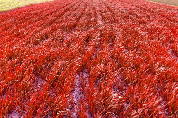 Nahaufnahme leuchtend roter frischer Hintergrund von Pflanzen, die an strahlend sonnigen Sommer- oder Frühlingstagen auf dem Feld sprießen. Natur, Landwirtschaft, Ernte und Landwirtschaft, Bio-Produktionskonzept. - Foto, Bild
