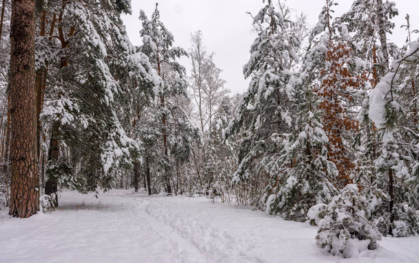Wald. Winter. Schneebedeckte Wälder. schneebedeckte Bäume. eiskalt. - Foto, Bild