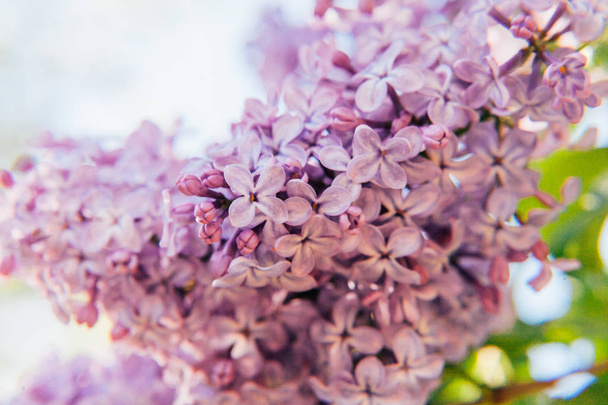 Beautiful smell violet purple lilac blossom flowers in spring time. Close-up blossom twigs of lilac. Inspirational natural floral spring blooming garden or park. Colorful ecology nature landscape - Foto, Imagen
