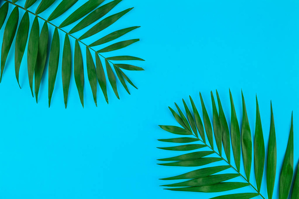 Creative flat lay top view of green tropical palm leaves on color paper background with copy space. Minimal tropical palm leaf plants summer concept template for your text or design - Zdjęcie, obraz