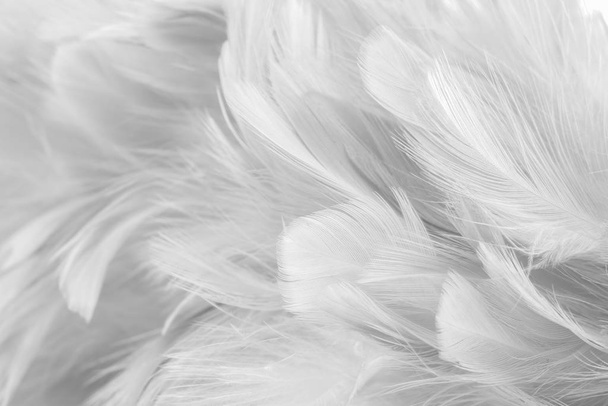 Abstract background Bird and chickens feather texture ,blur style and soft color of art design - Fotoğraf, Görsel