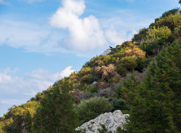Прекрасним видом на ліс та небо з чорним кози на відстані, як видно з Афродіти туристичний шлях на півострові Акамас, Кіпр - Фото, зображення