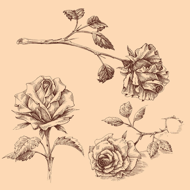 Hand drawn roses set, isolated - Vector, imagen