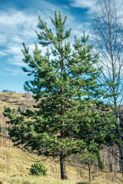 één conifer boom op een achtergrond van bergen - Foto, afbeelding