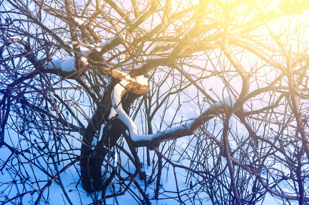 Lumi peitti oksat lila pensas talvella. Sävytetty kuva
. - Valokuva, kuva