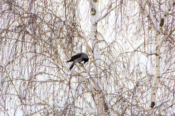 wrony na drzewie zimą, śniegiem w tle - Zdjęcie, obraz