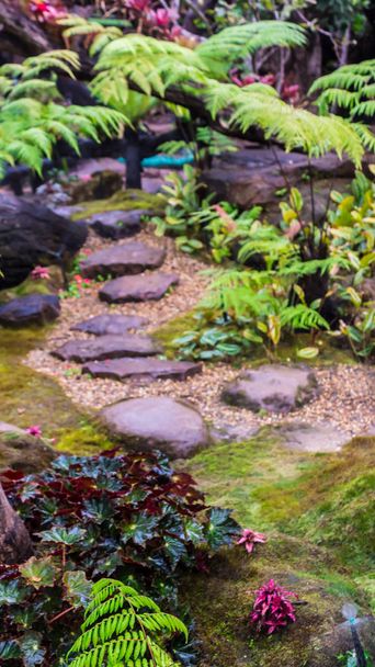 石段と緑雨の後日本の居心地の良い家花の庭の装飾をモスします。. - 写真・画像