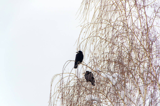 cuervos en el árbol en el invierno, con nieve en el fondo
 - Foto, Imagen
