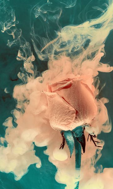Розовая роза внутри воды на зеленом фоне с розовыми акриловыми красками. Акварель стиль и абстрактное весеннее изображение цветка
. - Фото, изображение