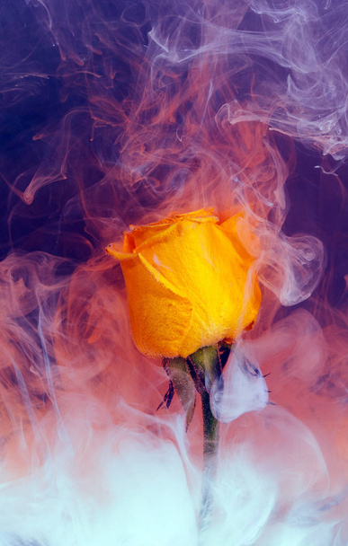 Желтая роза внутри воды на розовом и голубом фоне с белыми акриловыми пайетками. Акварель стиль и абстрактное весеннее изображение цветка
. - Фото, изображение