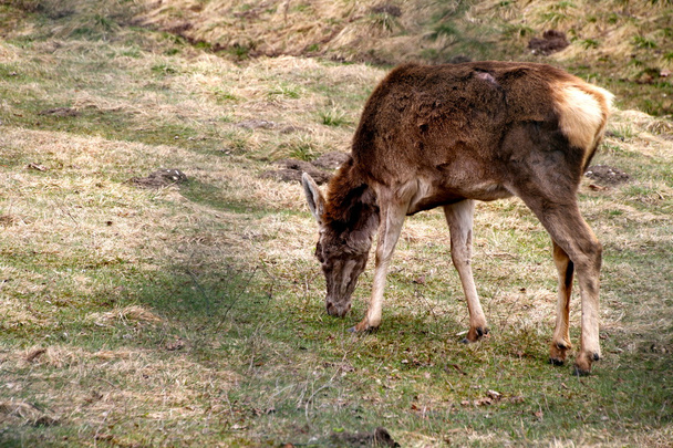 wypas jeleni mułowych - Zdjęcie, obraz