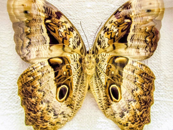 Vlinder Caligo beltrao. Grote bruine vlinder close-up. - Foto, afbeelding