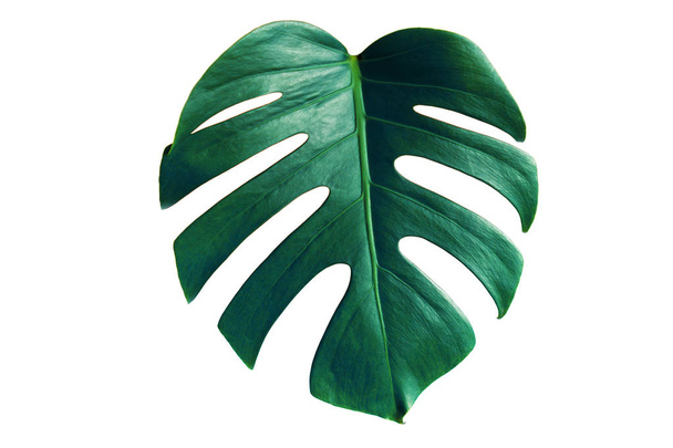 Monstera green leaf isolated on white background with clipping path for summer and spring design element in blue toned. Palm leaf, Real tropical jungle foliage Swiss cheese plant. Nature object. - Foto, immagini
