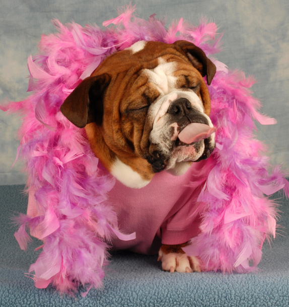 spoiled dog with pink boa and tongue sticking out - Фото, зображення