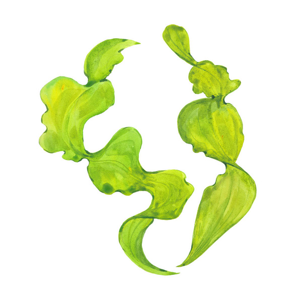  watercolor green seaweed - 写真・画像