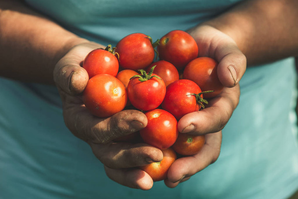 Cherry tomato. Farmer with harvested tomatoes in hands. Fresh farm vegetables, organic farming concept. - Foto, immagini