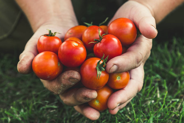 Cherry tomato. Farmer with harvested tomatoes in hands. Fresh farm vegetables, organic farming concept. - Фото, изображение