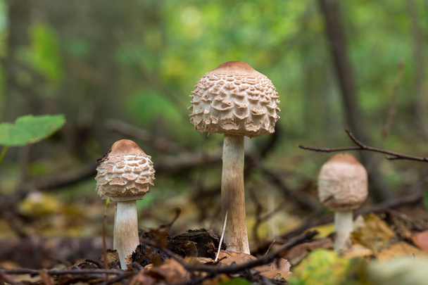 Белый гриб на размытом фоне. Shaggy parasol (Chlorophyllum rhacodes) - Нидерланды
 - Фото, изображение