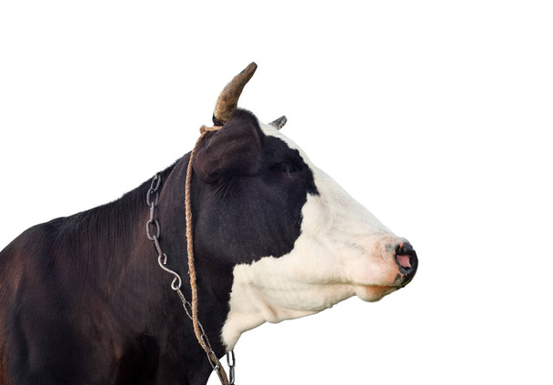 Portret krowy z bliska. Zabawne krowy czarno-białe na białym tle. Zwierzęta gospodarskie. - Zdjęcie, obraz