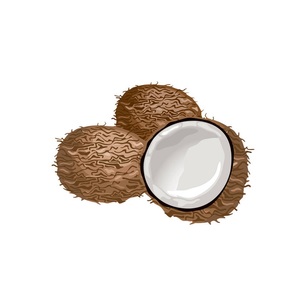 Illustration vectorielle d'une noix de coco entière, coupée en deux. Symbole alimentaire. Noix entières et amandes de noix de coco
. - Vecteur, image