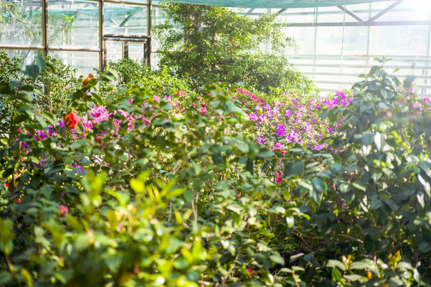 viele Rosen in einem Gewächshaus. Produktion und Anbau von Blumen - Foto, Bild