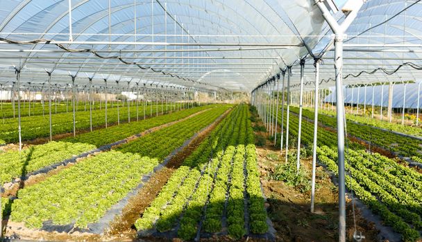  Fresh organic lettuce seedlings in greenhouse - Photo, Image