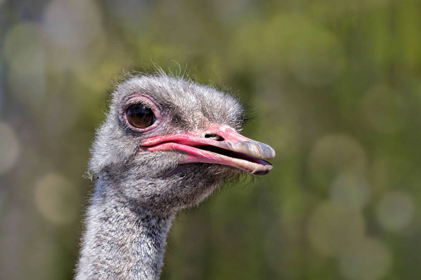 портрет страусиной птицы на голове и шее в парке - Фото, изображение