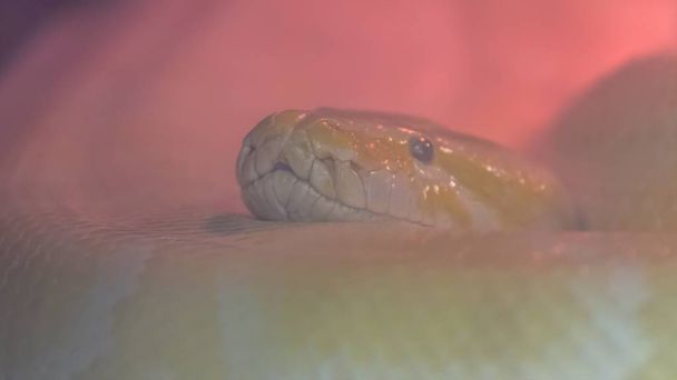 gran python molurus bivittatus
 - Foto, Imagen
