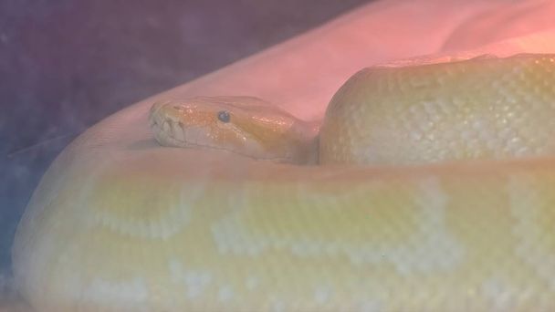 el python molurus bivittatus
 - Foto, Imagen