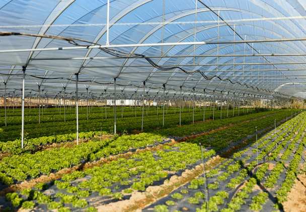  Plántulas de lechuga orgánica fresca en invernadero
 - Foto, imagen